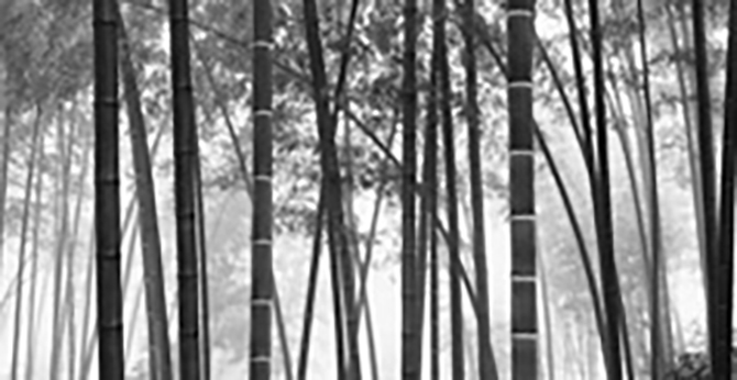 김대수 사진展 ‘Voice of the Bamboo’