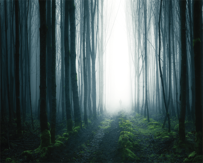 숲속의 길은 자유가 만든다
