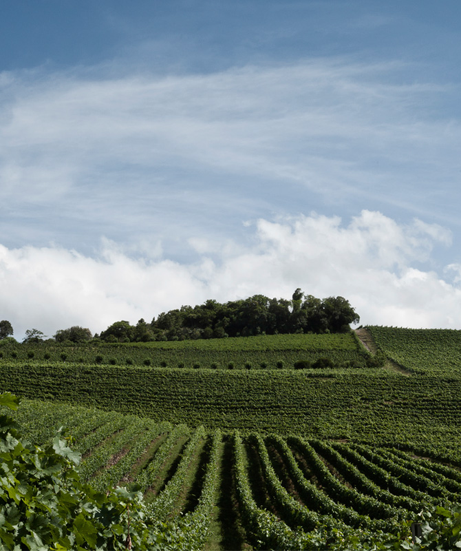 WINE SELECTION