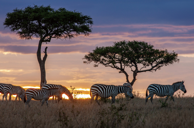 ROAD TO THE SAFARI